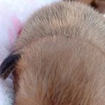 Athena, a female French Bulldog and Japanese Chin for sale in Greenville, SC – Photo 6 of 10