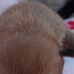 Athena, a female French Bulldog and Japanese Chin for sale in Greenville, SC – Photo 9 of 10