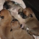 Athena, a female French Bulldog and Japanese Chin for sale in Greenville, SC – Photo 2 of 10