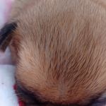 Athena, a female French Bulldog and Japanese Chin for sale in Greenville, SC – Photo 5 of 10