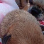 Athena, a female French Bulldog and Japanese Chin for sale in Greenville, SC – Photo 7 of 10