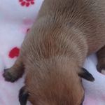 Athena, a female French Bulldog and Japanese Chin for sale in Greenville, SC – Photo 10 of 10