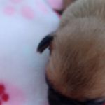 Athena, a female French Bulldog and Japanese Chin for sale in Greenville, SC – Photo 8 of 10