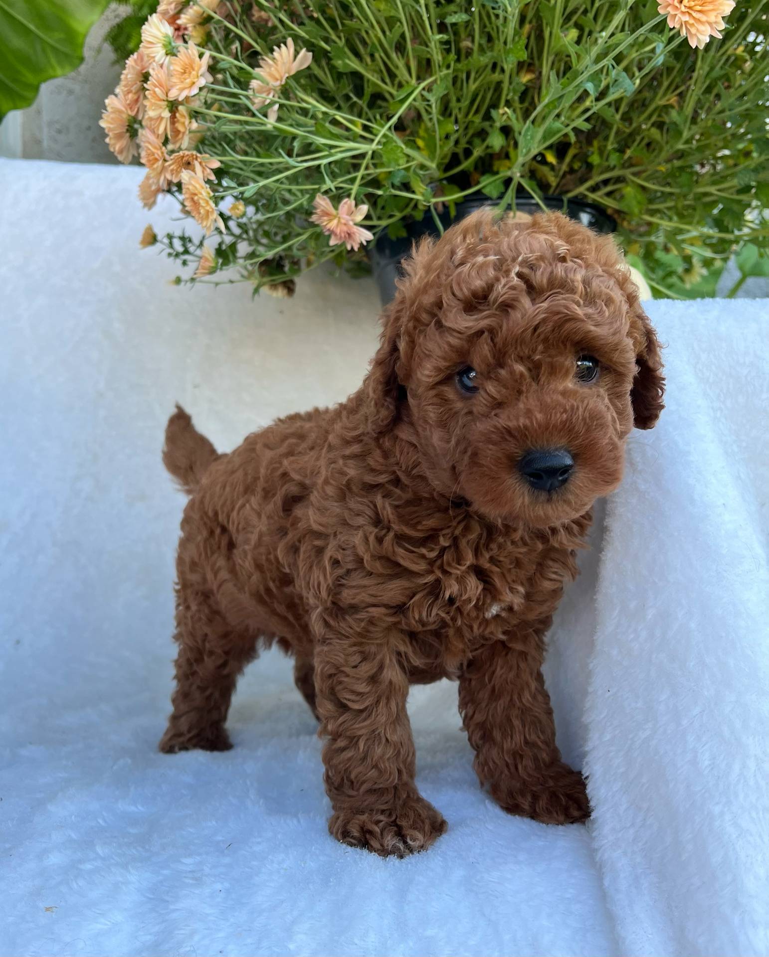 Jasper, a male Miniature Goldendoodle for sale in Quarryville, PA – Photo 4 of 8