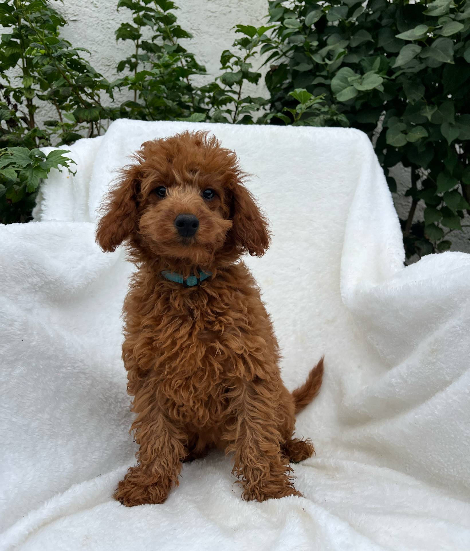 Lola, a female Miniature Goldendoodle for sale in Quarryville, PA – Photo 4 of 6