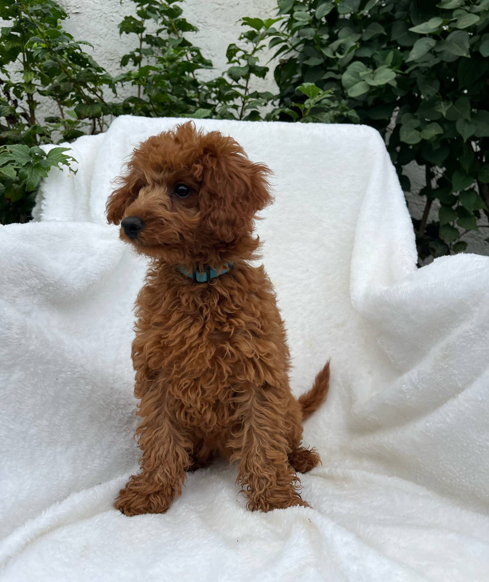 Lola, a female Miniature Goldendoodle for sale in Quarryville, PA – Photo 3 of 6