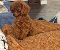 Ruby, a female Poodle - Toy  for sale in Fort Myers Shores, FL – Photo 2 of 2