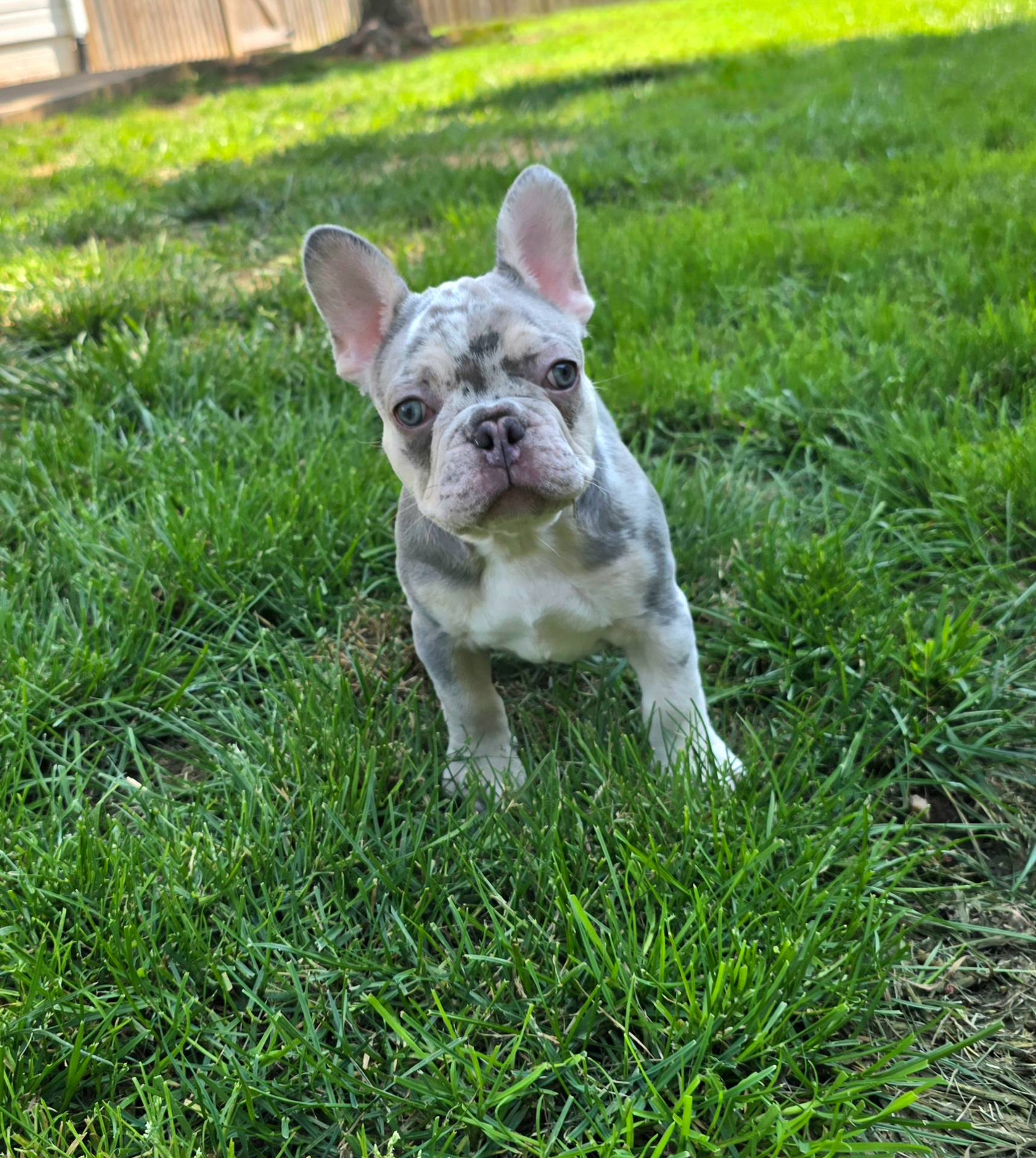 Bentley, a male French Bulldog for sale in Frederick, MD – Photo 2 of 8