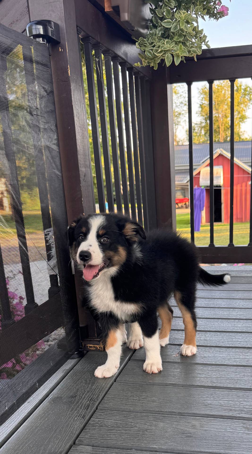 Arthur, a male Australian Shepherd for sale in Burlington, MI – Photo 4 of 5