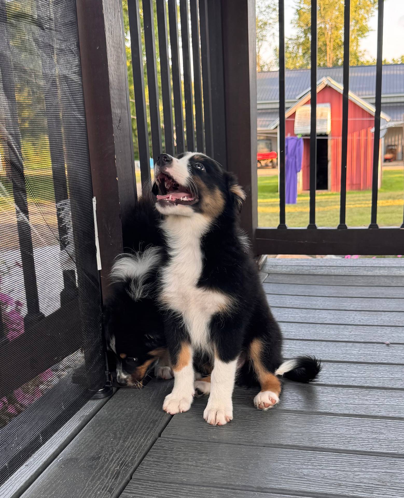Arthur, a male Australian Shepherd for sale in Burlington, MI – Photo 5 of 5