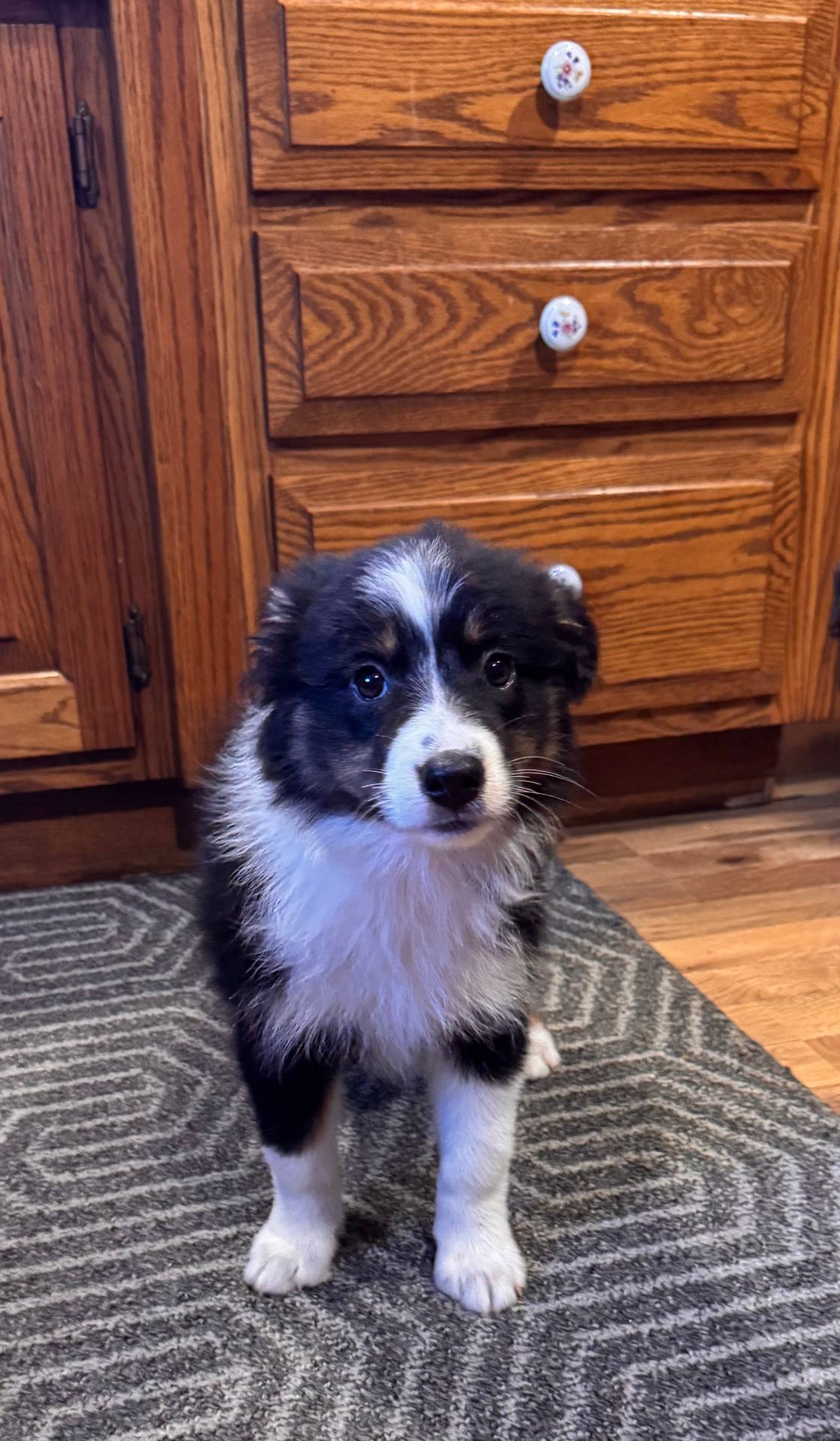 Penny, a female Australian Shepherd for sale in Burlington, MI – Photo 5 of 6