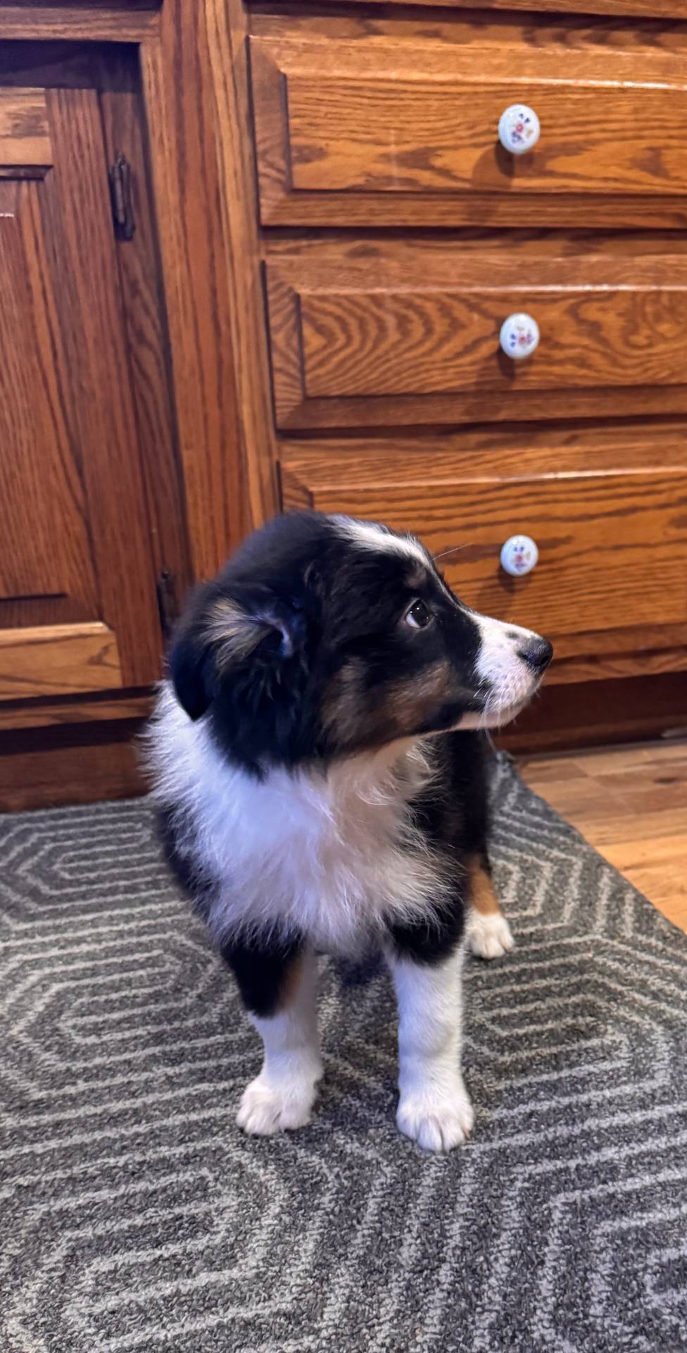 Penny, a female Australian Shepherd for sale in Burlington, MI – Photo 6 of 6