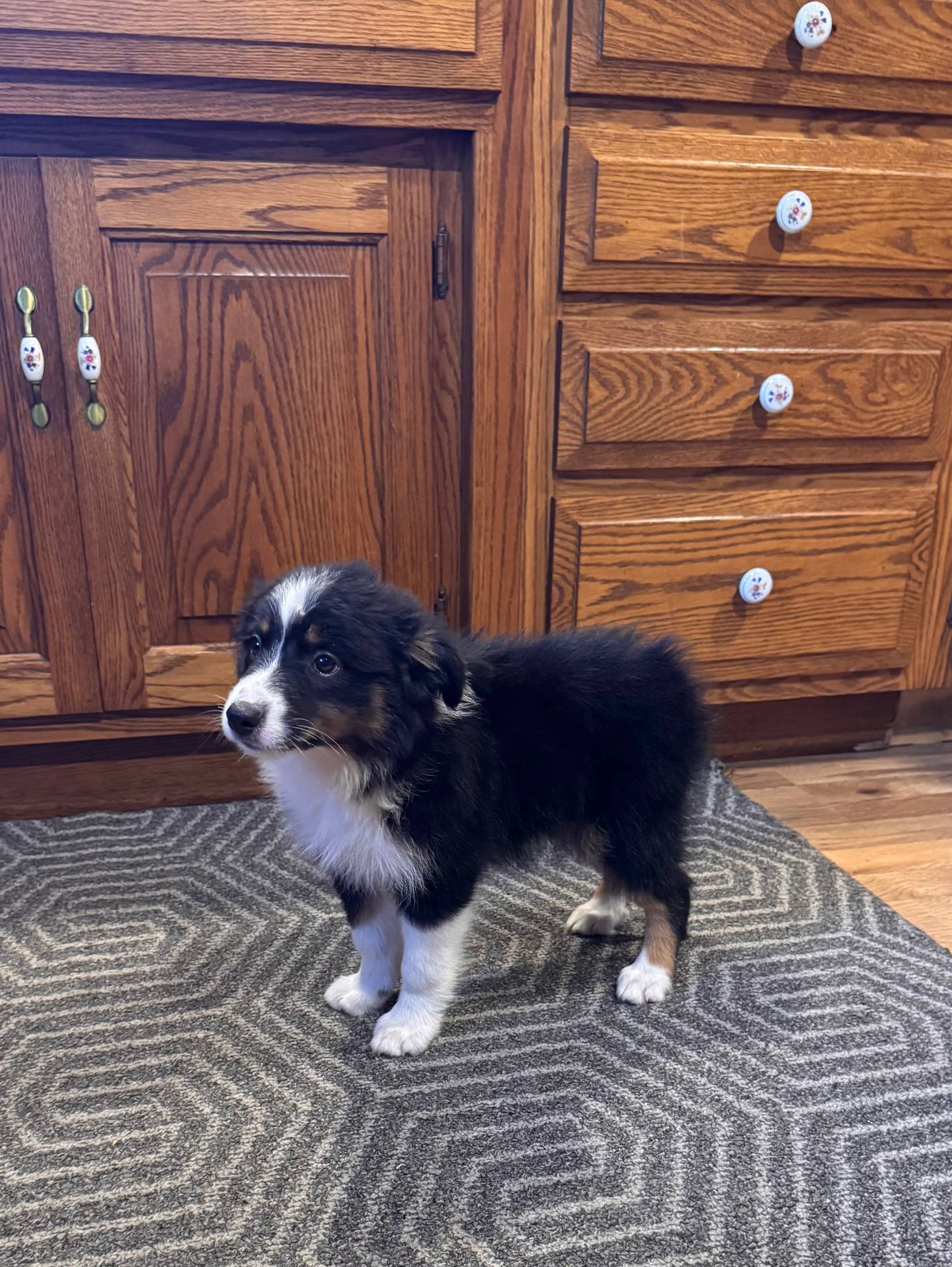 Penny, a female Australian Shepherd for sale in Burlington, MI – Photo 3 of 6