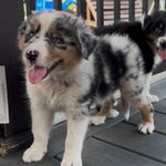 Pepper, a male Australian Shepherd for sale in Burlington, MI – Photo 1 of 3