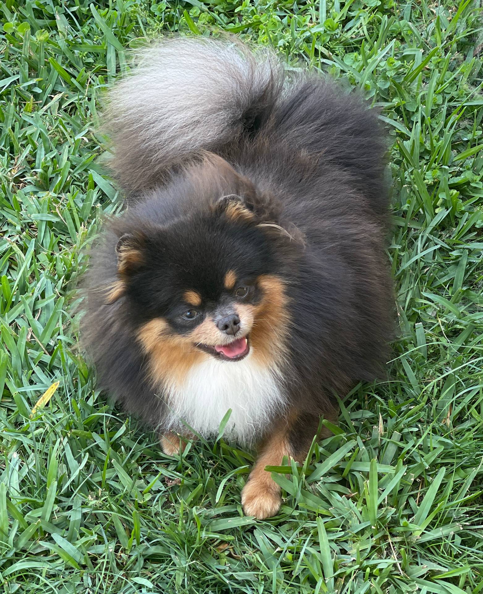Blue, a male Pomeranian for sale in Wauchula, FL – Photo 10 of 10