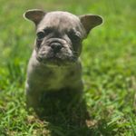 Mochi, a female French Bulldog for sale in Greensboro, NC – Photo 2 of 7