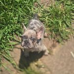 Mochi, a female French Bulldog for sale in Greensboro, NC – Photo 3 of 7