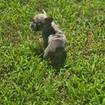 Mochi, a female French Bulldog for sale in Greensboro, NC – Photo 7 of 7