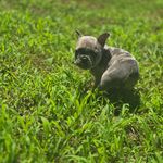 Mochi, a female French Bulldog for sale in Greensboro, NC – Photo 6 of 7