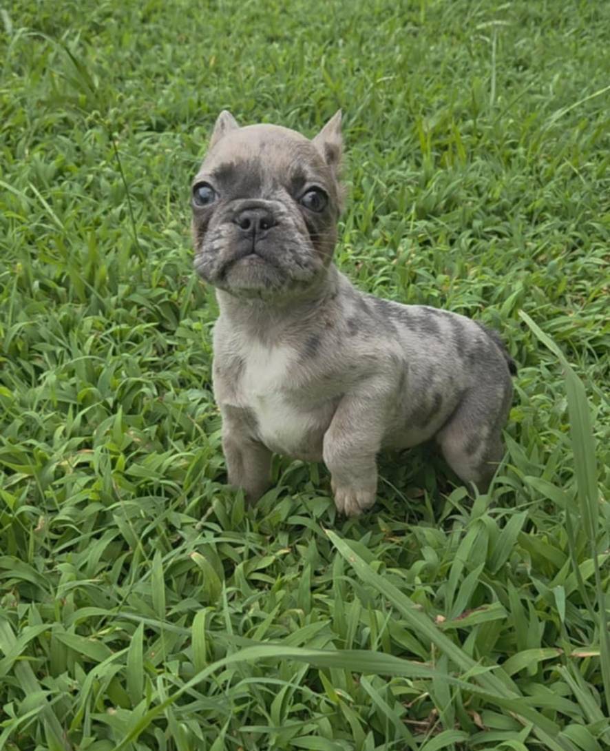 Mochi, a female French Bulldog for sale in Greensboro, NC – Photo 4 of 7