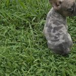 Mochi, a female French Bulldog for sale in Greensboro, NC – Photo 5 of 7