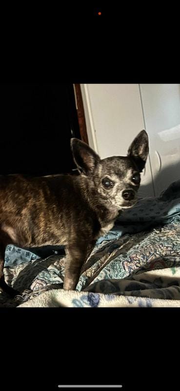 Ziggie girl  age 9 1/2