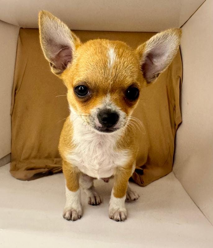 Pypers boy 🏈🏈🏈