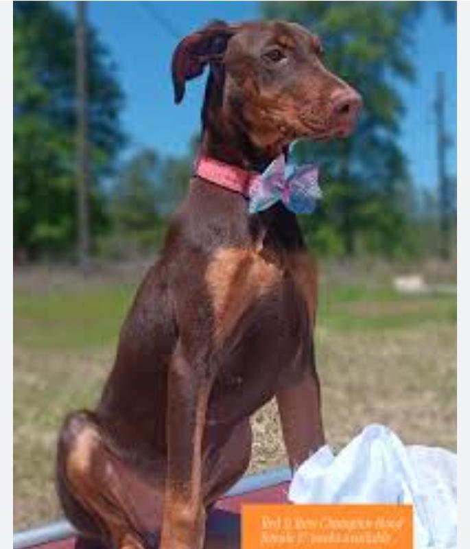 Kennedy – Doberman Pinscher puppy for sale in Chandler, AZ