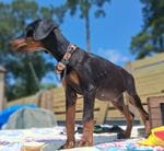 James Dean, a male Doberman Pinscher for sale in Chandler, AZ – Photo 10 of 10