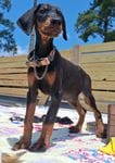 James Dean, a male Doberman Pinscher for sale in Chandler, AZ – Photo 9 of 10