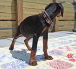 James Dean, a male Doberman Pinscher for sale in Chandler, AZ – Photo 6 of 10