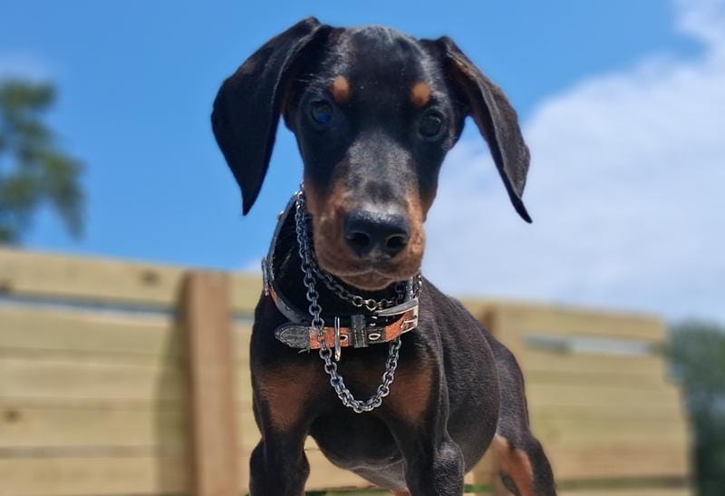 James Dean – Doberman Pinscher puppy for sale in Chandler, AZ