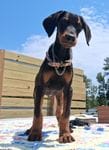 James Dean, a male Doberman Pinscher for sale in Chandler, AZ – Photo 4 of 10