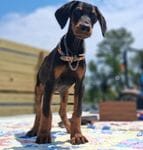 James Dean, a male Doberman Pinscher for sale in Chandler, AZ – Photo 5 of 10