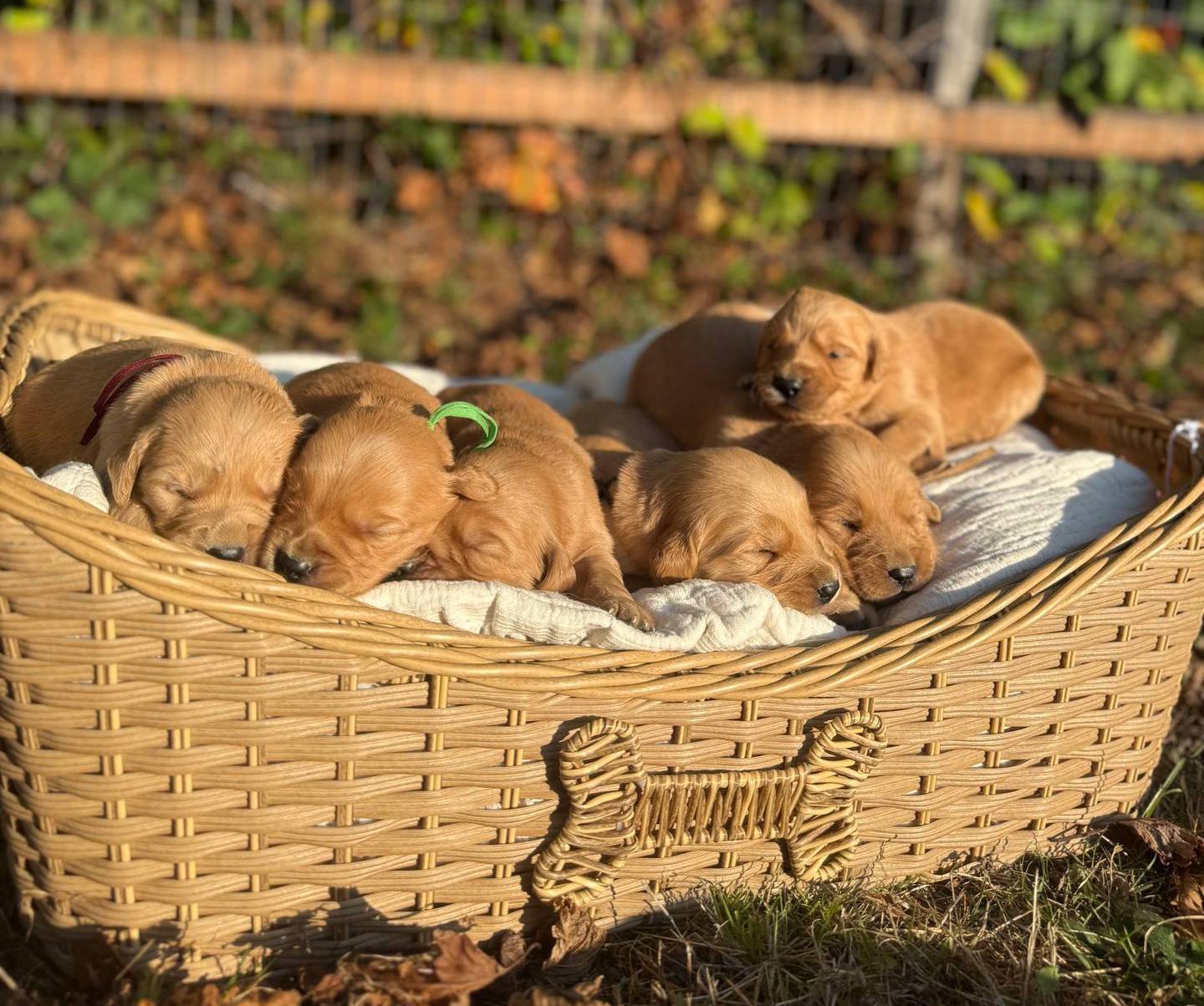 Daisy, a female Golden Retriever for sale in Auburn, WA – Photo 2 of 2