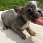 Arrow, a male French Bulldog for sale in Warrenton, MO – Photo 6 of 10