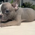 Arrow, a male French Bulldog for sale in Warrenton, MO – Photo 1 of 10