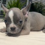 Arrow, a male French Bulldog for sale in Warrenton, MO – Photo 4 of 10