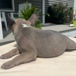 Arrow, a male French Bulldog for sale in Warrenton, MO – Photo 5 of 10