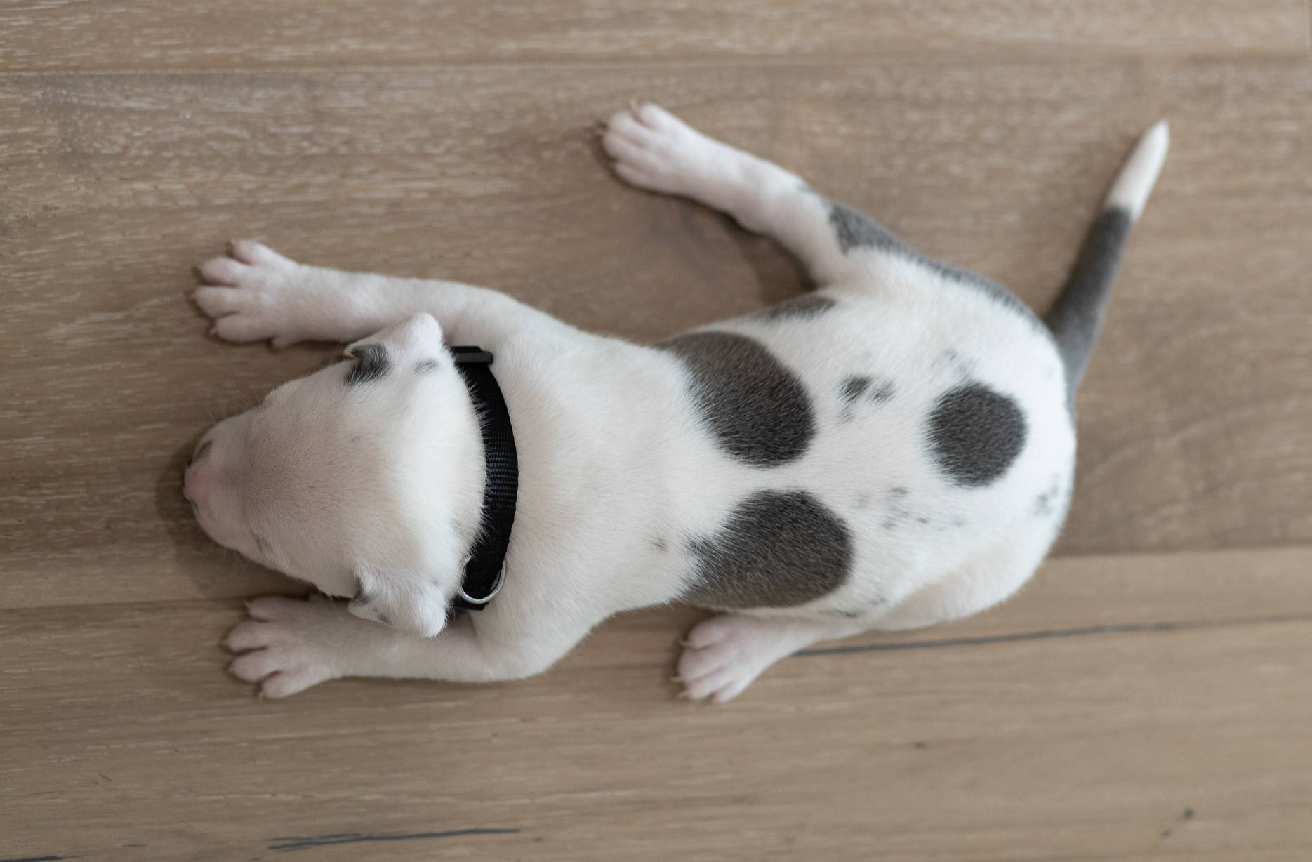 Black Collar, a female American Bully for sale in Atlanta, GA – Photo 7 of 9