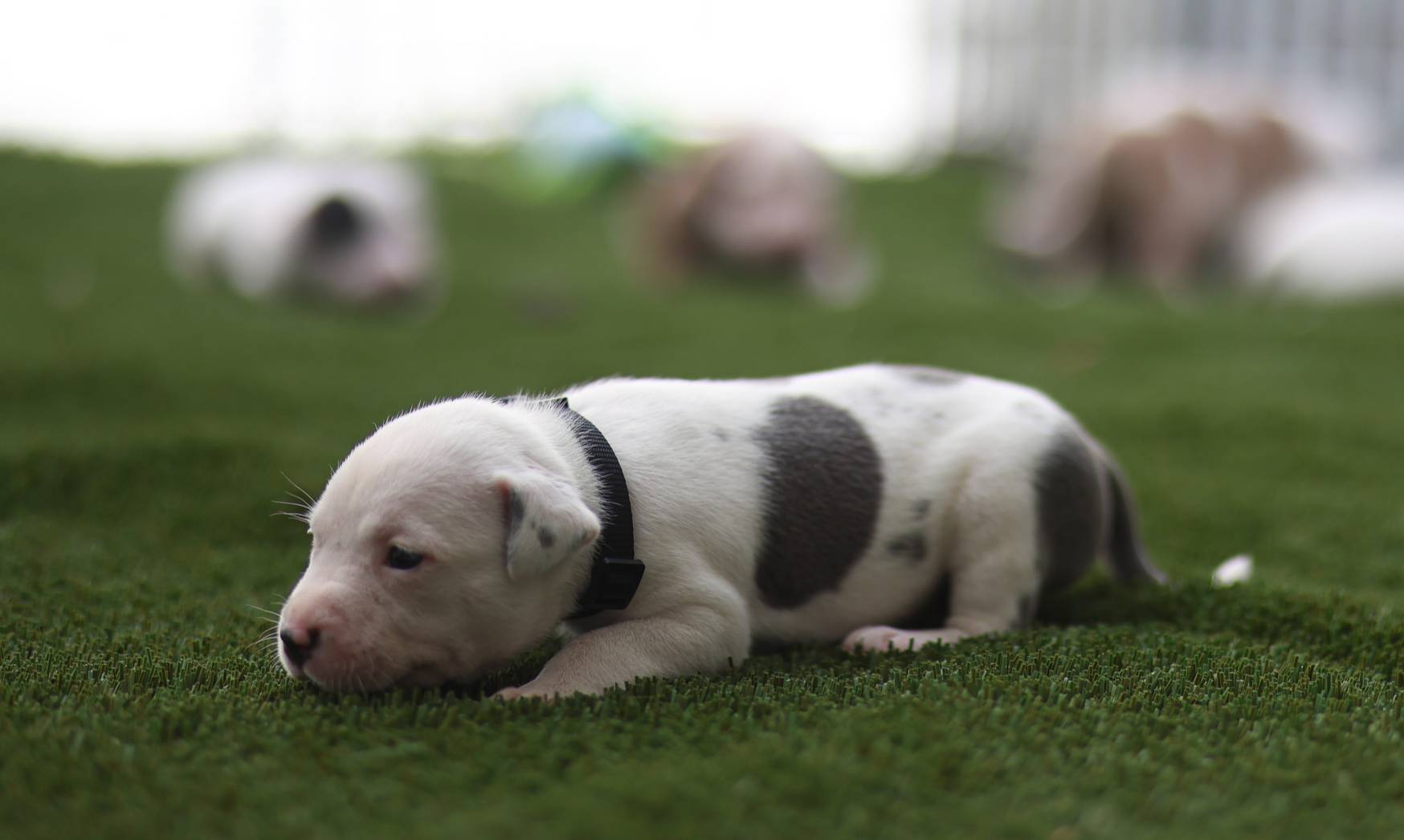 Black Collar, a female American Bully for sale in Atlanta, GA – Photo 8 of 9