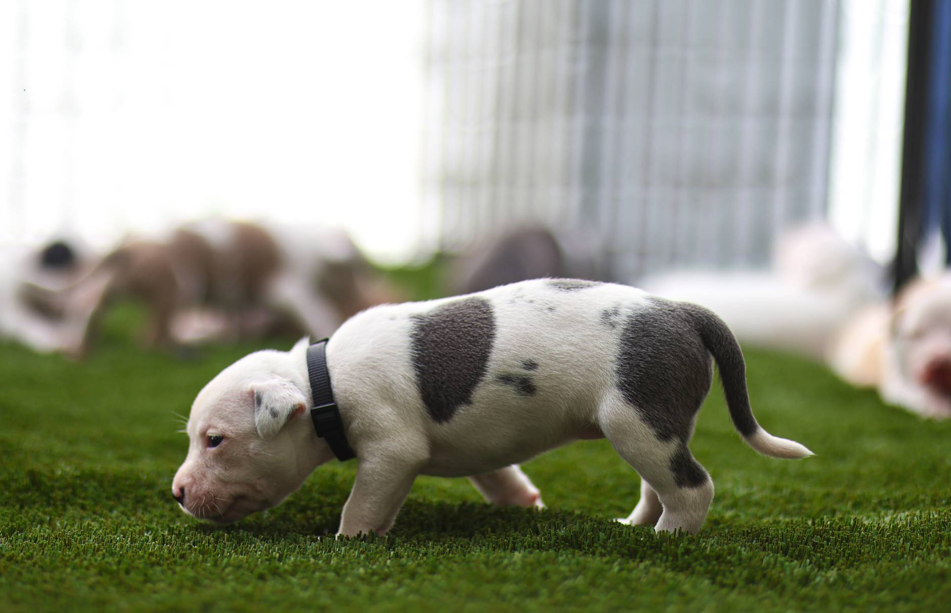 Black Collar, a female American Bully for sale in Atlanta, GA – Photo 3 of 9