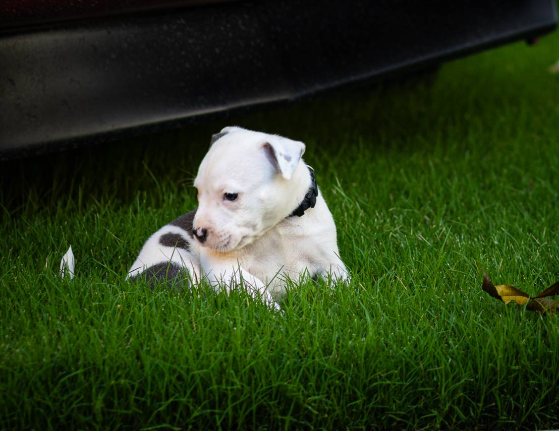 Black Collar, a female American Bully for sale in Atlanta, GA – Photo 9 of 9