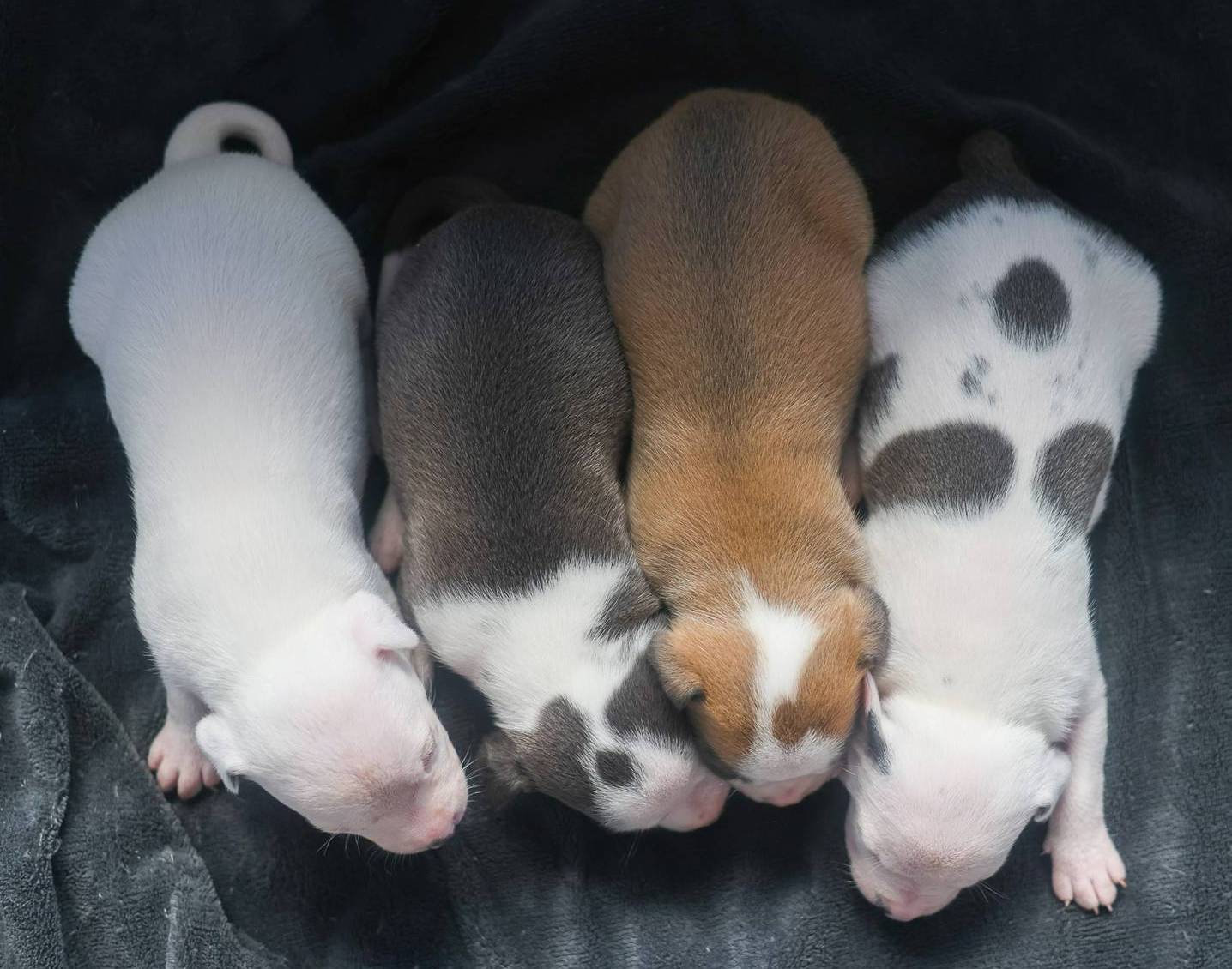 Red Collar, a female American Bully for sale in Atlanta, GA – Photo 7 of 8