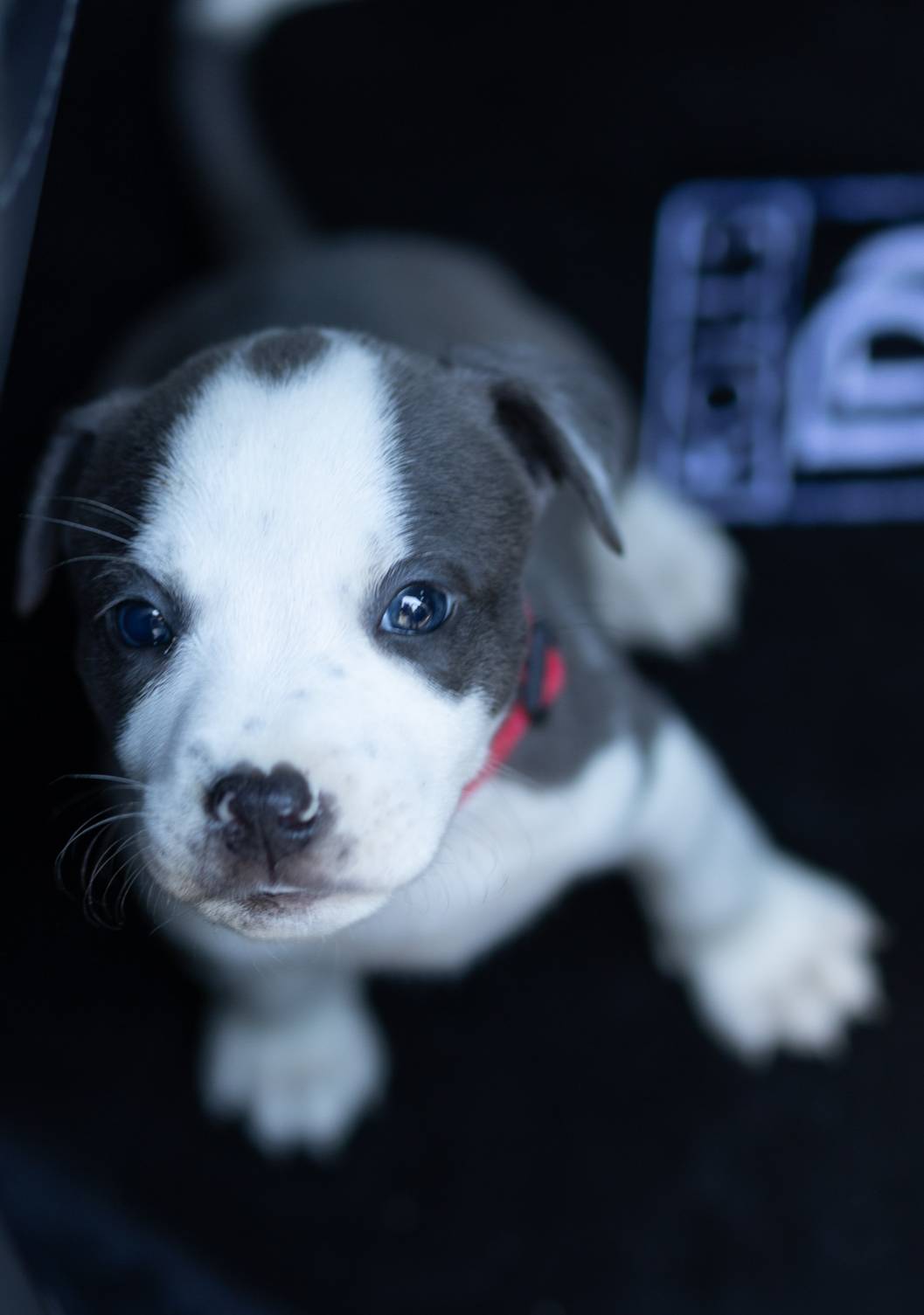 Red Collar, a female American Bully for sale in Atlanta, GA – Photo 4 of 8