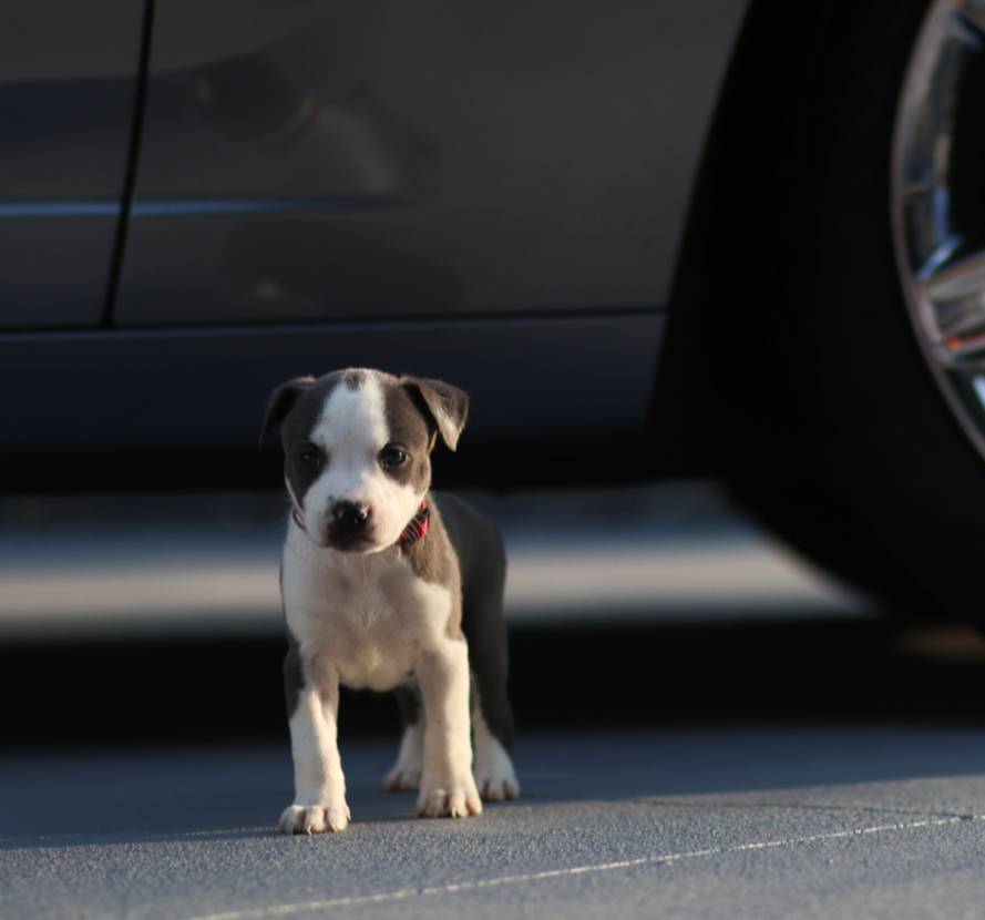 Red Collar, a female American Bully for sale in Atlanta, GA – Photo 5 of 8