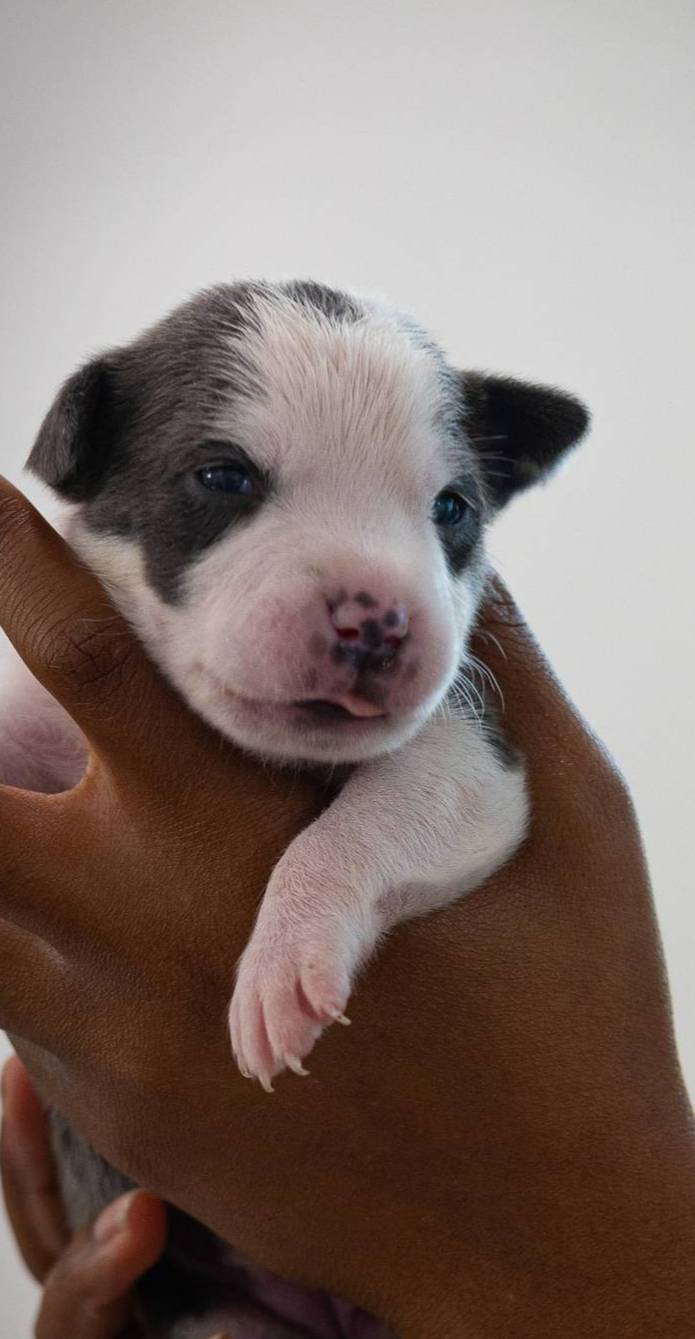 Red Collar, a female American Bully for sale in Atlanta, GA – Photo 3 of 8