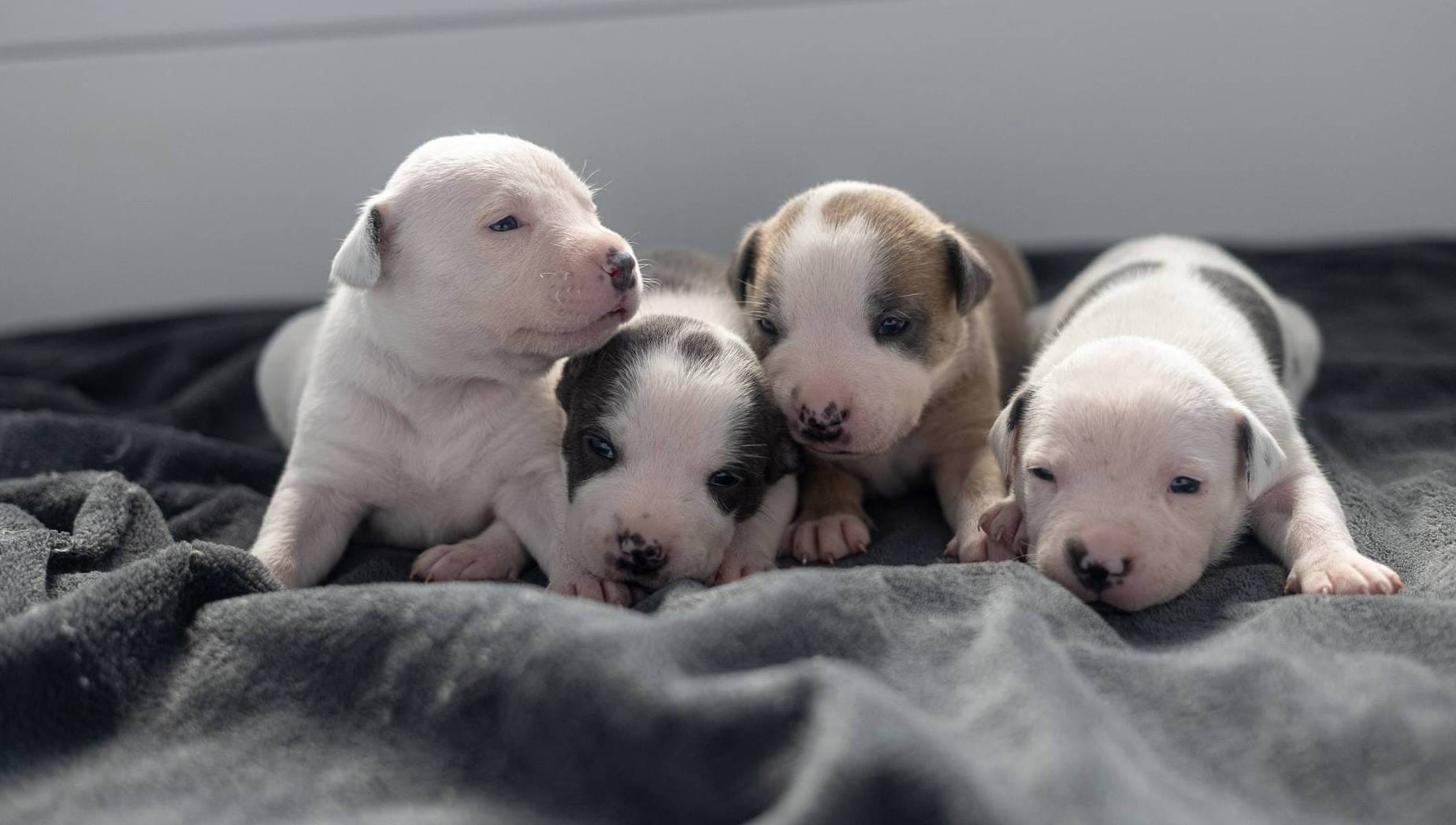 Red Collar, a female American Bully for sale in Atlanta, GA – Photo 8 of 8
