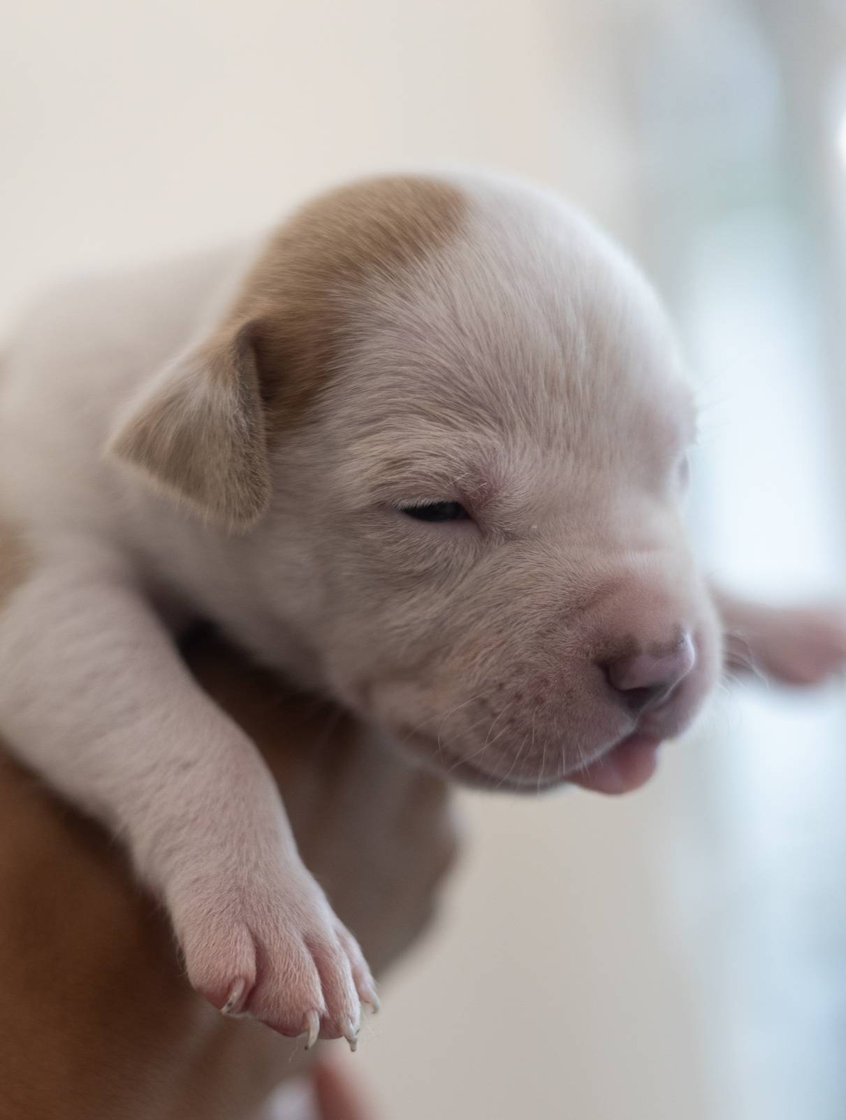 Purple Collar, a male American Bully for sale in Atlanta, GA – Photo 5 of 8