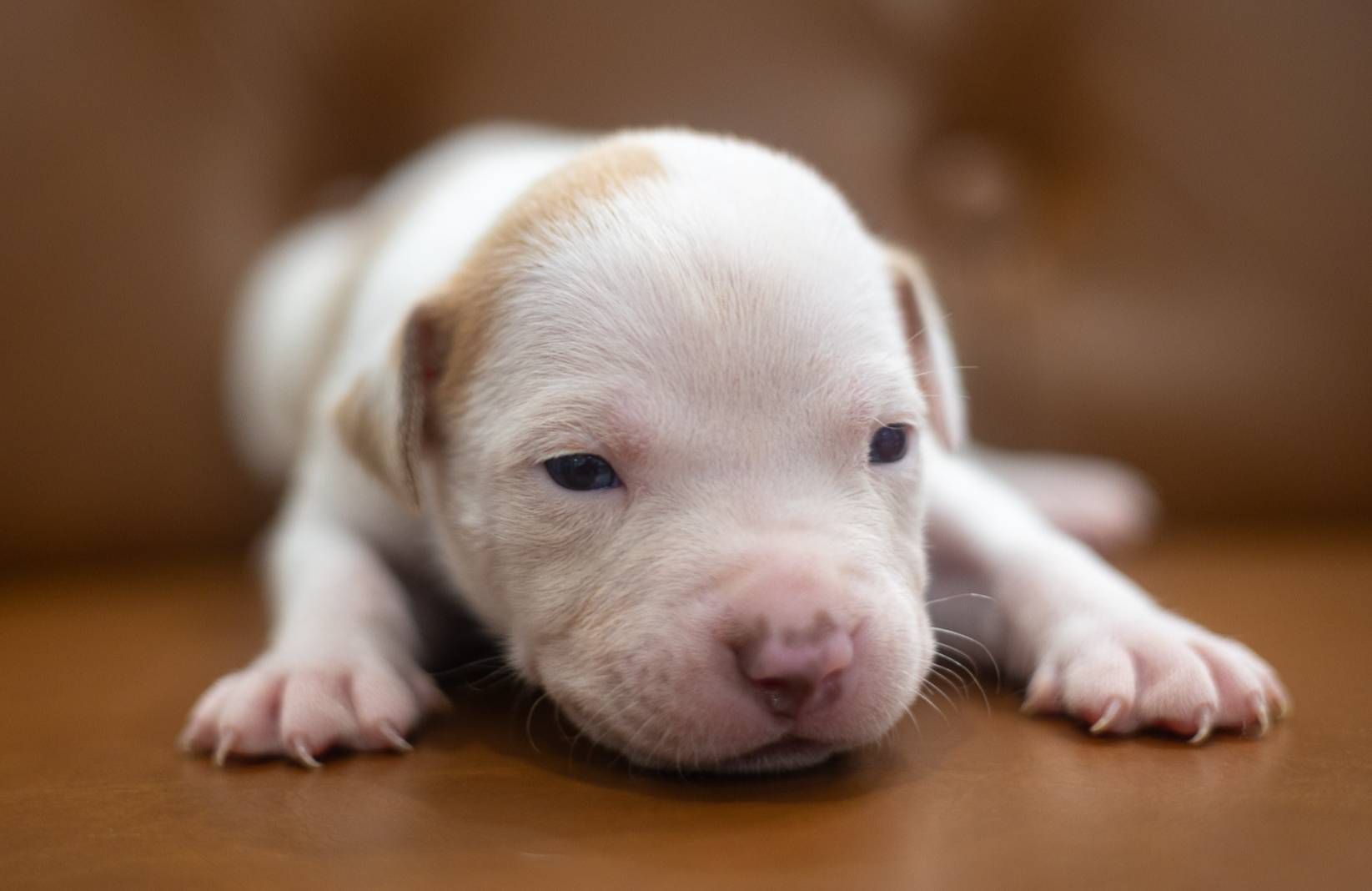Purple Collar, a male American Bully for sale in Atlanta, GA – Photo 4 of 8